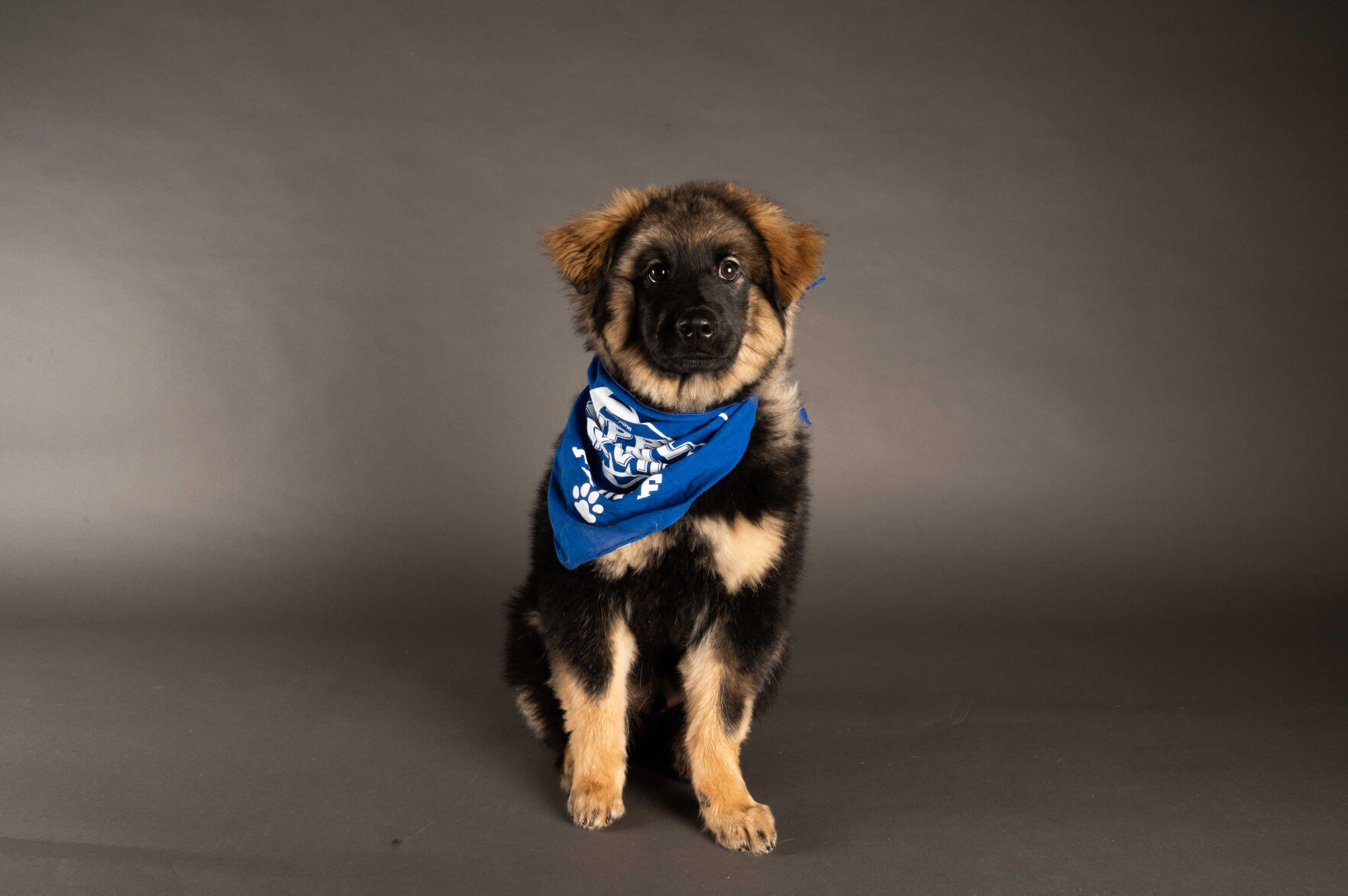 PUPPY BOWL XVII